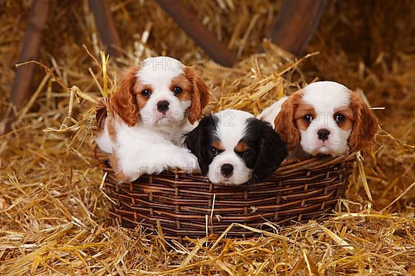 Cavalier King Charles Spaniel