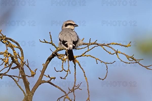 Great Grey Shrike