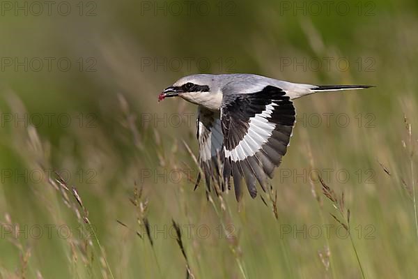 Great Grey Shrike