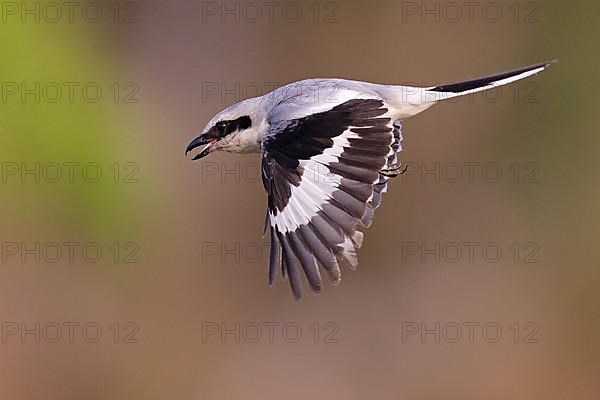 Great Grey Shrike