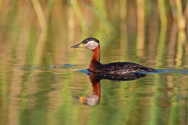 Red-necked grebe