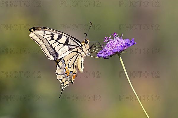 Swallowtail