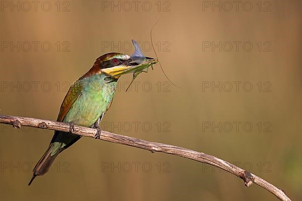 European bee-eater