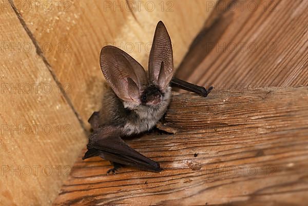 Grey long-eared bat