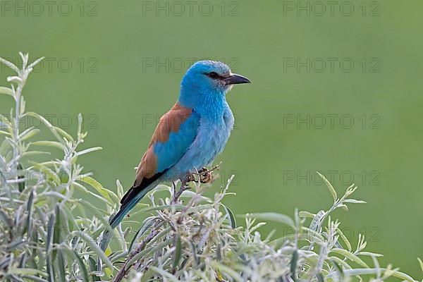 European Roller