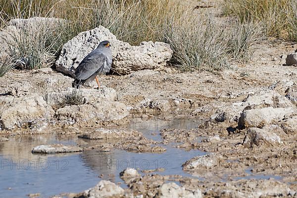 Pale chanting goshawk