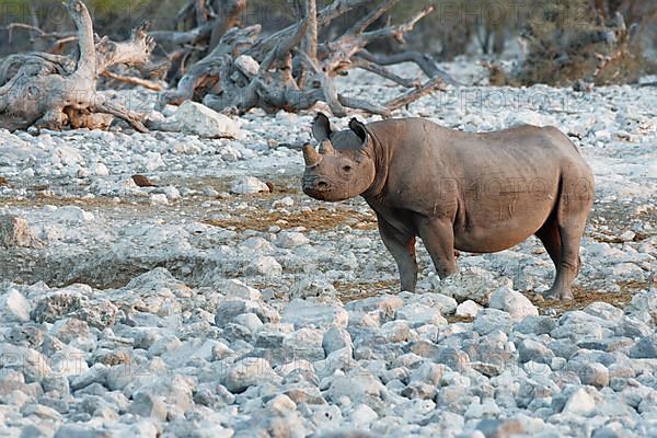 Black rhinoceros