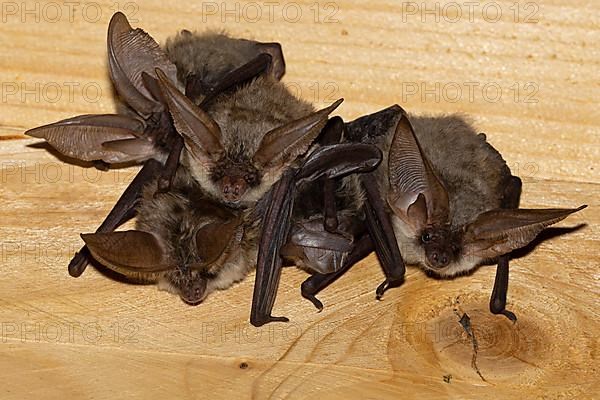 Grey long-eared bat