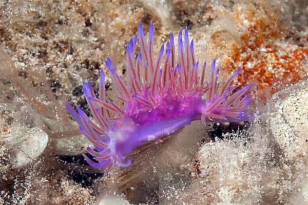 Nudibranch