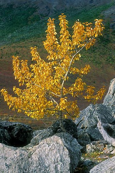 Balsam poplar