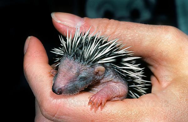 Orphan one-week-old European hedgehog