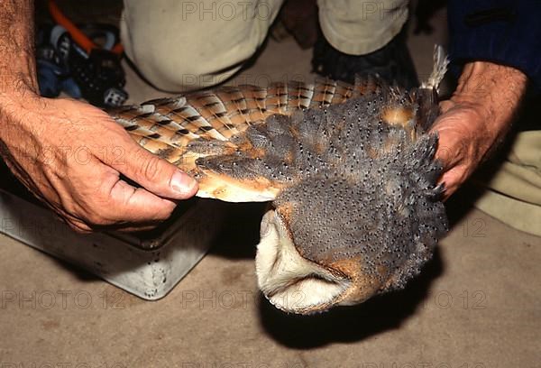 Barn owl