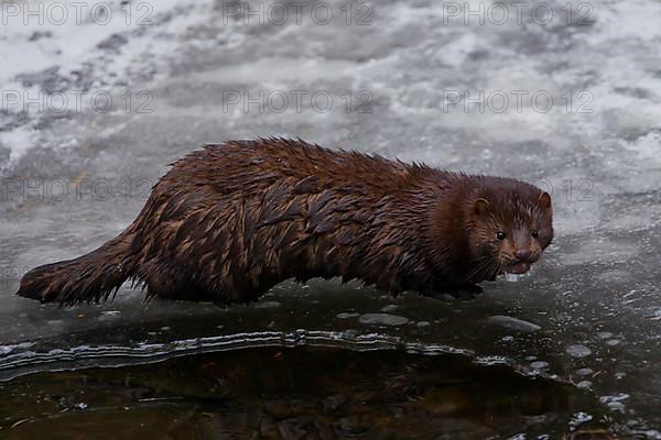 american minks