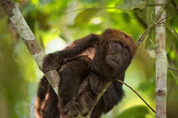 Brown Howler Monkey