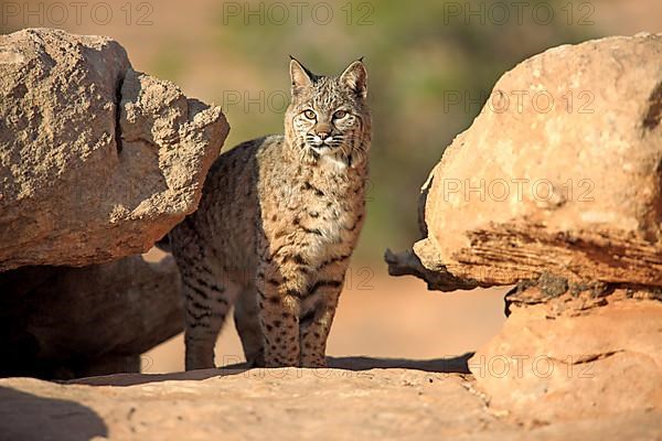 Bobcat