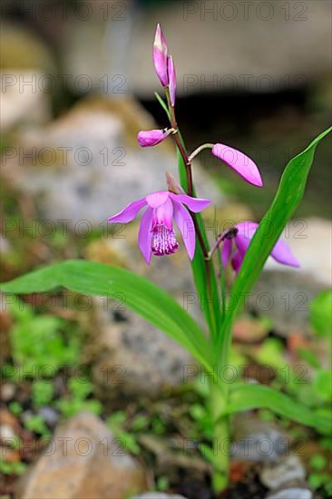 Hardy chinese ground orchid