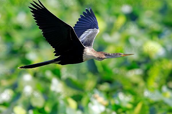 Anhinga