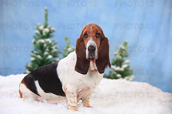 Basset Hound