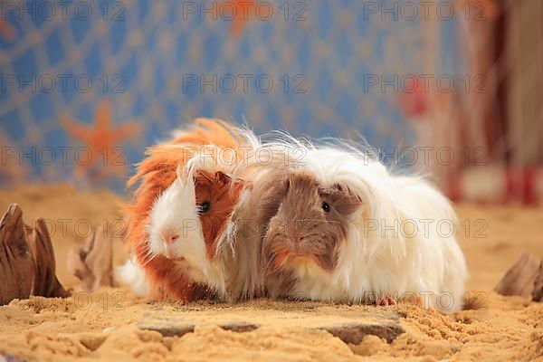 Angora guinea pig