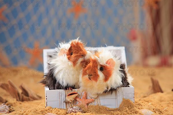 Angora guinea pig