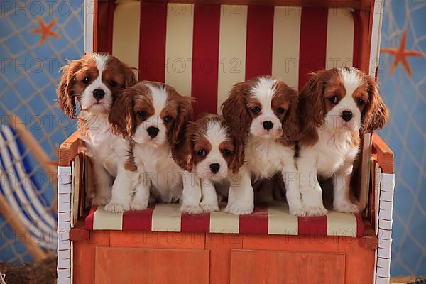 Cavalier King Charles Spaniel