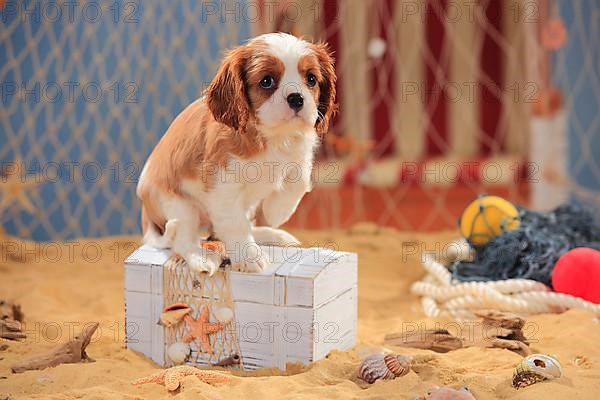 Cavalier King Charles Spaniel