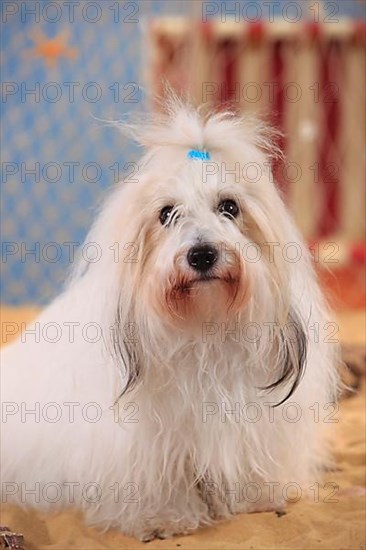 Coton de Tulear