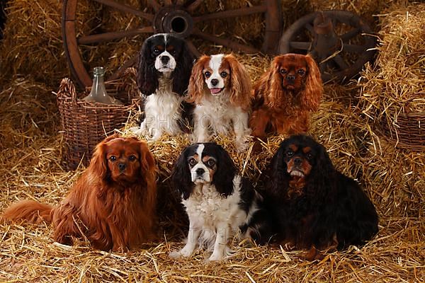 Cavalier King Charles Spaniel