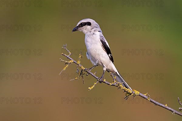 Great Grey Shrike