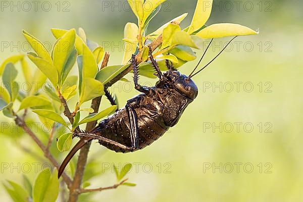 Bronze Glandular bronze glandular bush-cricket