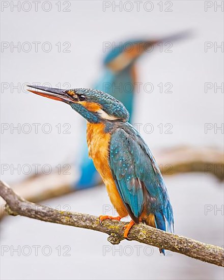 Common kingfisher