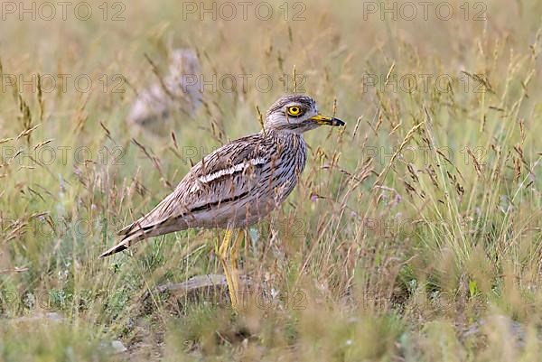 Stone Curlew