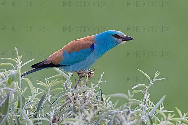 European Roller