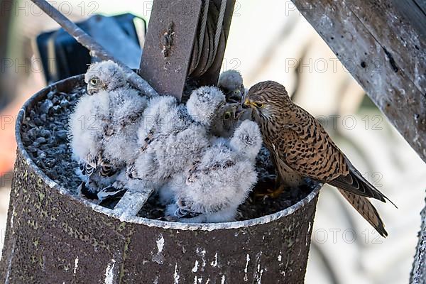 Common kestrel