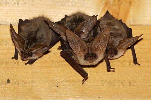 Grey long-eared bat