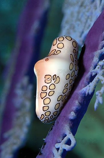 Flamingo tongue snail