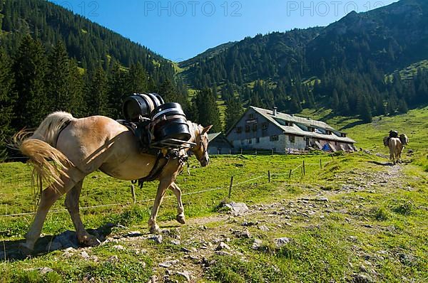 Supplying the Willersalpe with horses