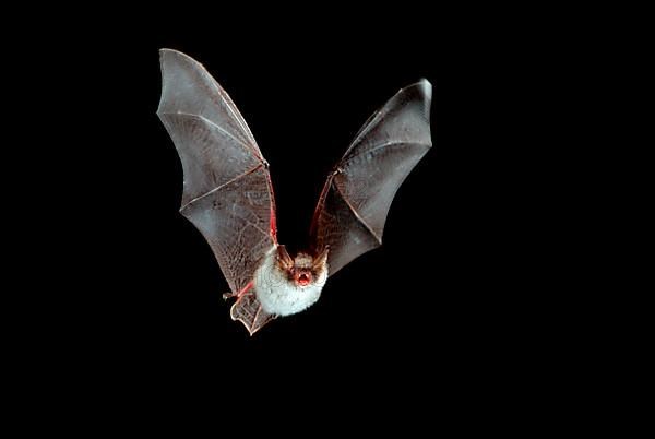 Natterer's bat