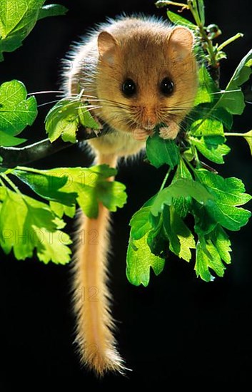 Common dormouse