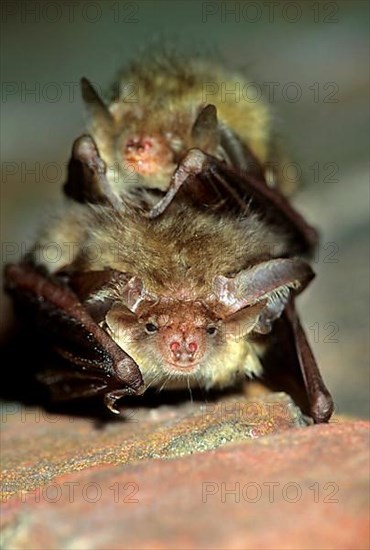 Brown long-eared bat