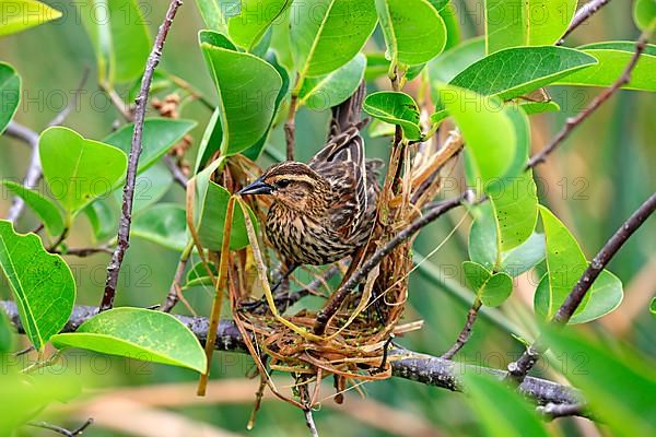 Red-winged blackbird