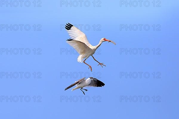 American white ibis