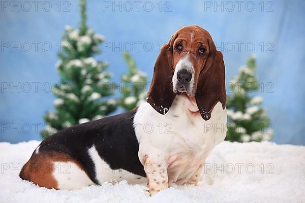 Basset Hound