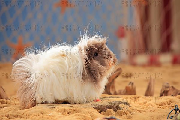 Angora Guinea Pig Pig