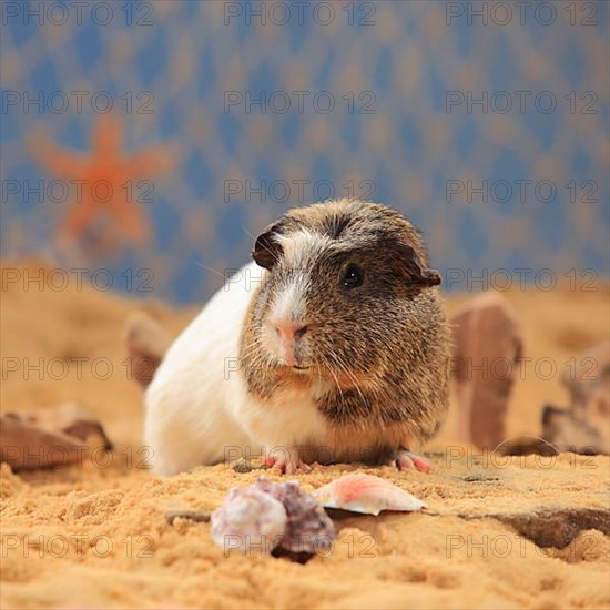 English Crested Guinea Pig Pig