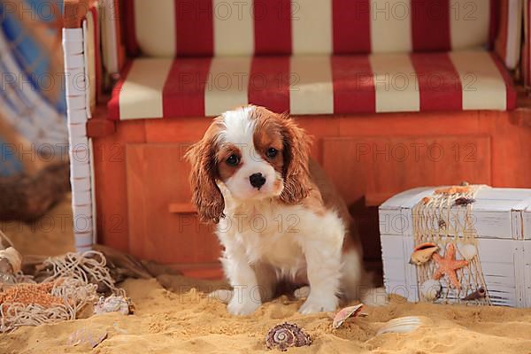 Cavalier King Charles Spaniel