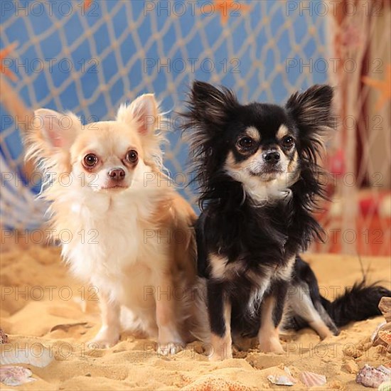 Chihuahuas