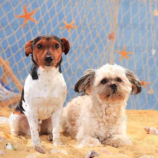 Jack Russell Terrier and mixed breed dog