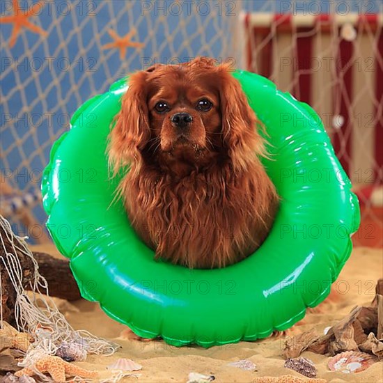 Cavalier King Charles Spaniel