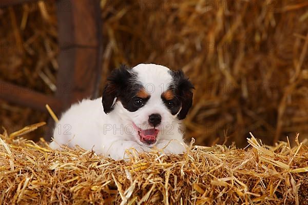 Cavalier King Charles Spaniel